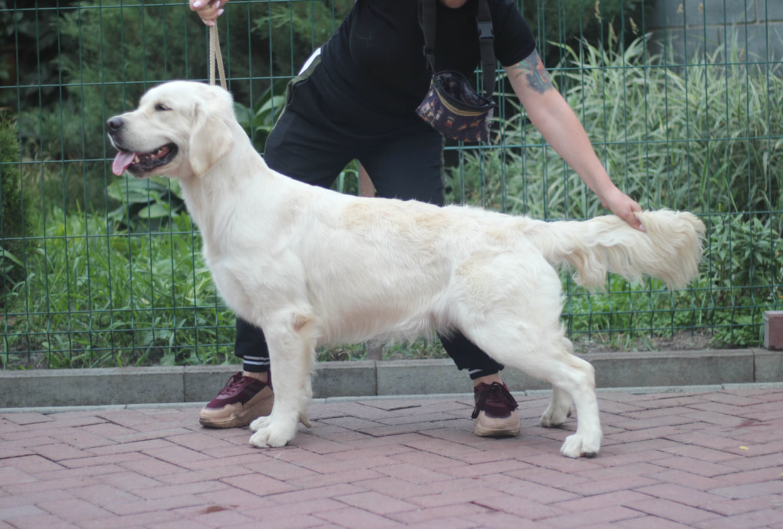 Mishelee Golden Retriever Breeding Dam Mishelee Golden Retriever Breeding Dam