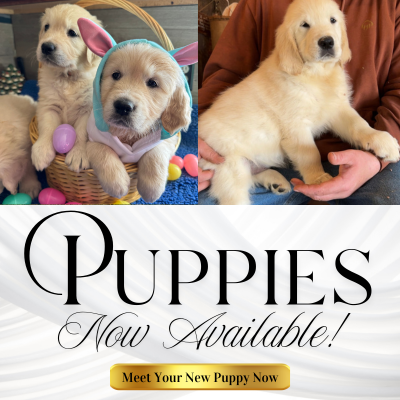 Golden Retriever Puppies in Michigan - Now Available!