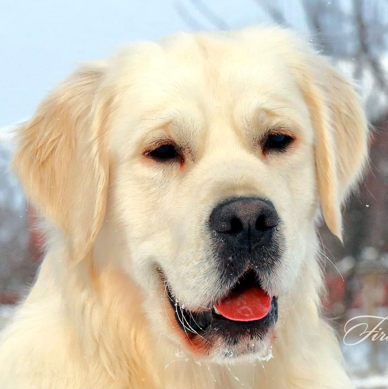 Golden Retriever Sire Kaz