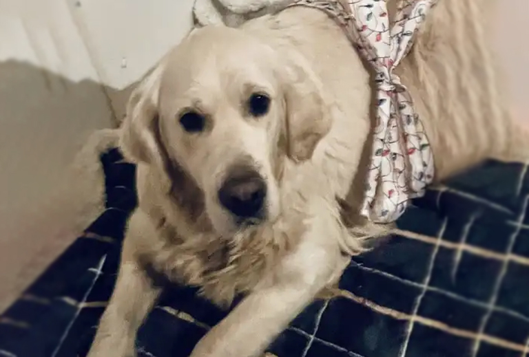 Betty, Golden Retriever Breeding Dam Betty, Golden Retriever Breeding Dam