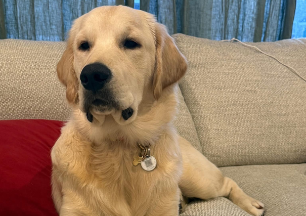 Calm Golden Retriever