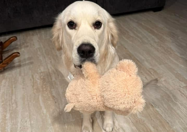 Golden Retriever Baby