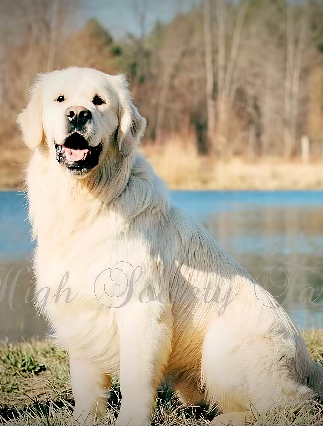 golden-retriever-hawkins