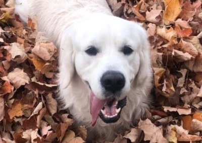 Golden Retriever Playing in Leaves
