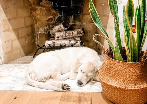 Golden Retriever Sleeping