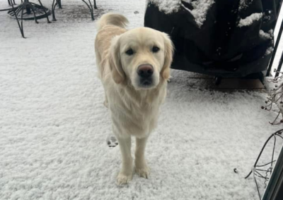 Handsome Golden Retriever