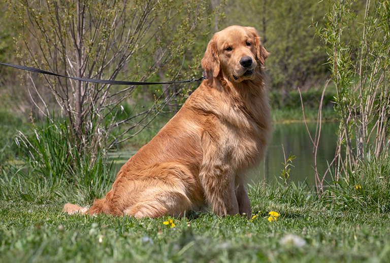 Golden Retriever Sire Lane Golden Retriever Sire Lane