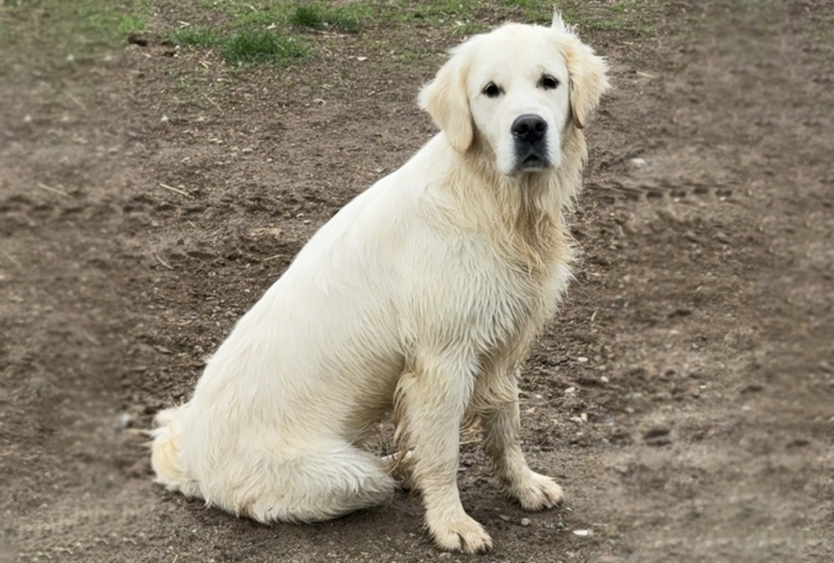 Piper, Golden Retriever Breeding Dam Piper, Golden Retriever Breeding Dam