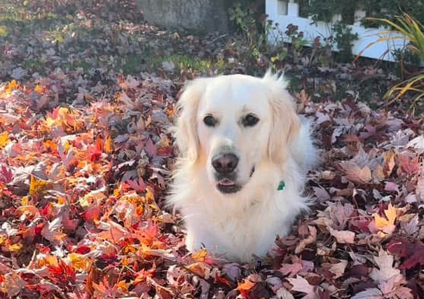 Pretty Golden Playing in Leaves