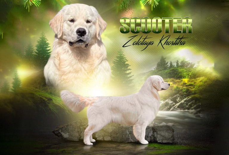 Seeger, Golden Retriever Breeding Sire Seeger, Golden Retriever Breeding Sire