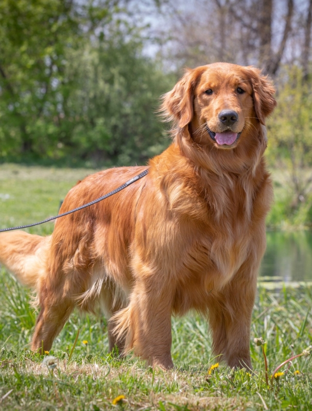 Golden Retriever Dam Fancy Omaira
