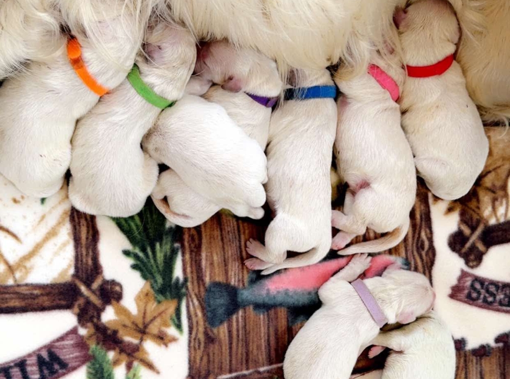 Golden Retriever Puppy Litter Born May 2025