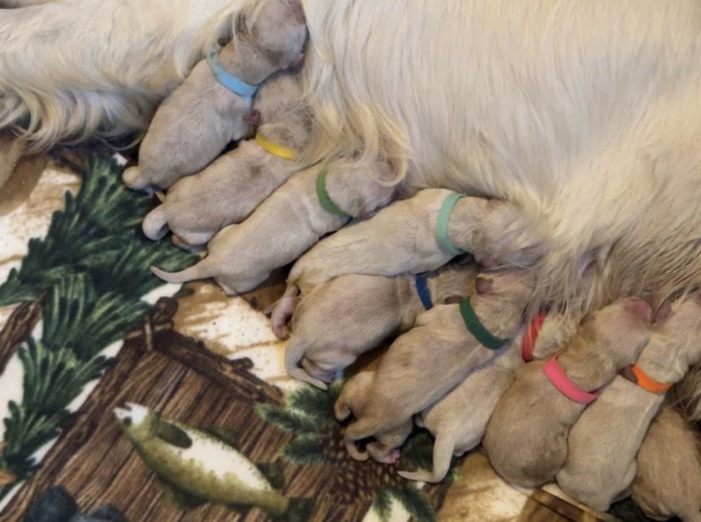 Golden Retriever Puppies Born May 2025