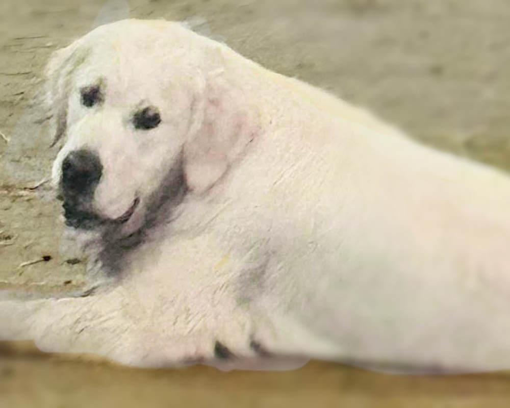 Mishelee Golden Retriever Breeding Dam