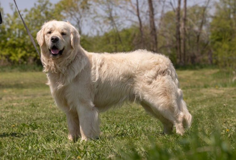 Sire Kenai Sire Kenai