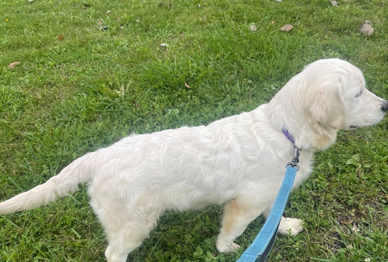 golden-retriever-snowflake