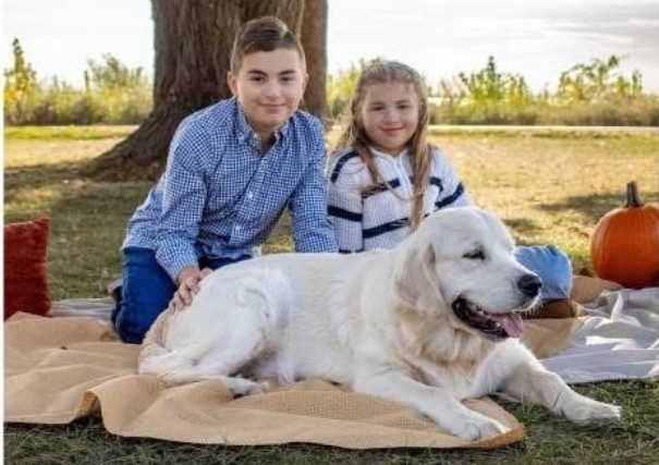 Golden-Retriever-Forever-Home