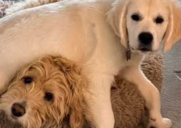 Golden-Retriever-Forever-Home