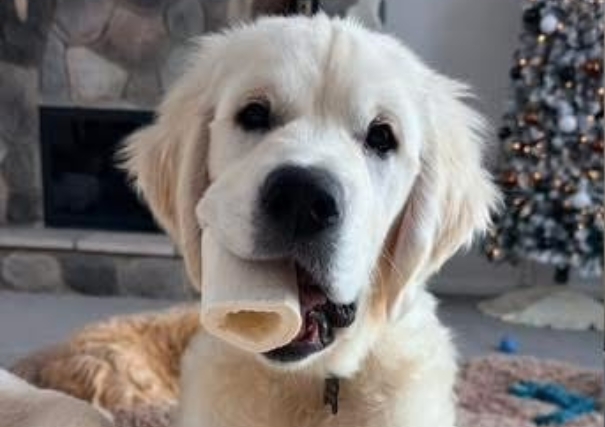 Golden-Retriever-Forever-Home