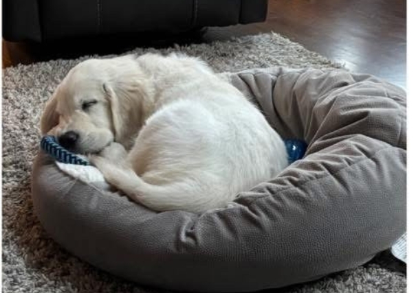 Golden-Retriever-Forever-Home