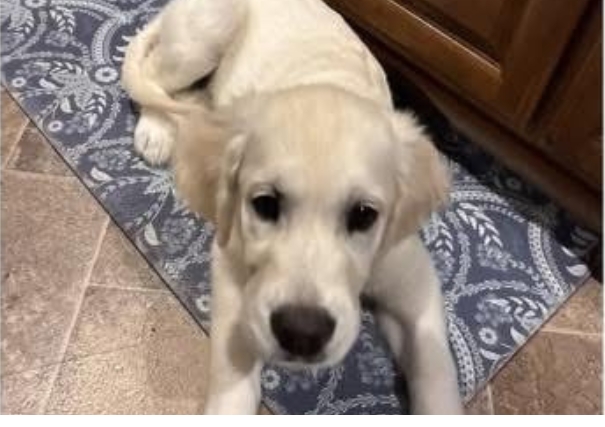 Golden-Retriever-Forever-Home