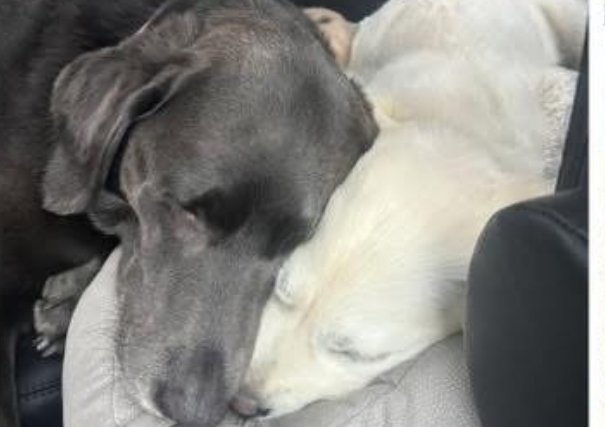 Golden-Retriever-Forever-Home