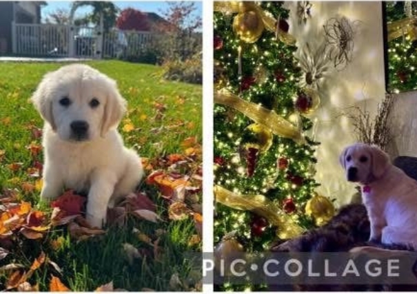 Golden-Retriever-Forever-Home