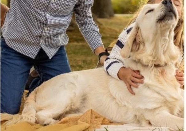 Golden-Retriever-Forever-Home