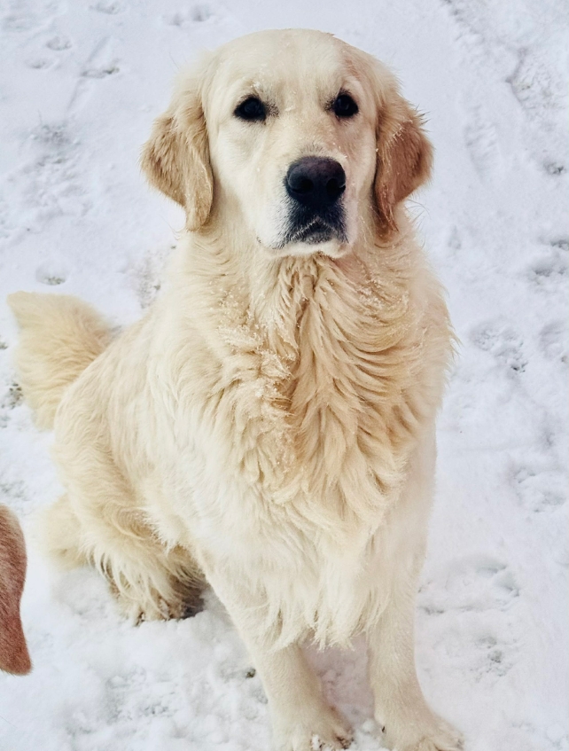dam-oakley-golden-retriever