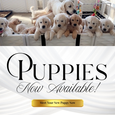 golden retriever new puppies pop up