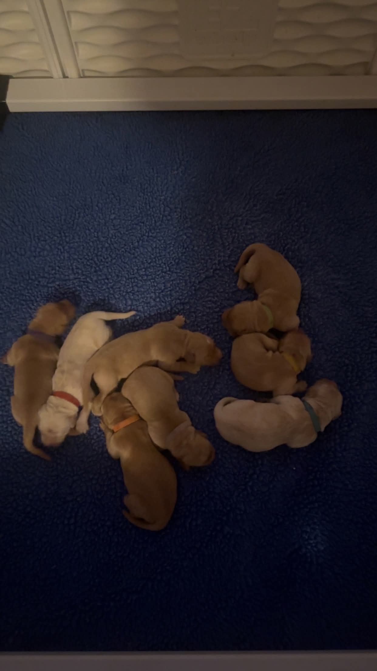 Golden Retriever Dam Fancy