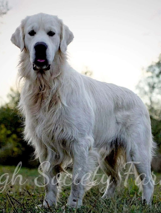 Golden Retriever sire Shadow