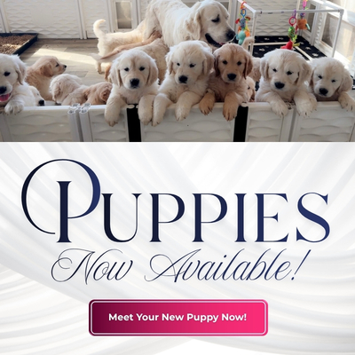 Golden Retriever Puppies in Michigan