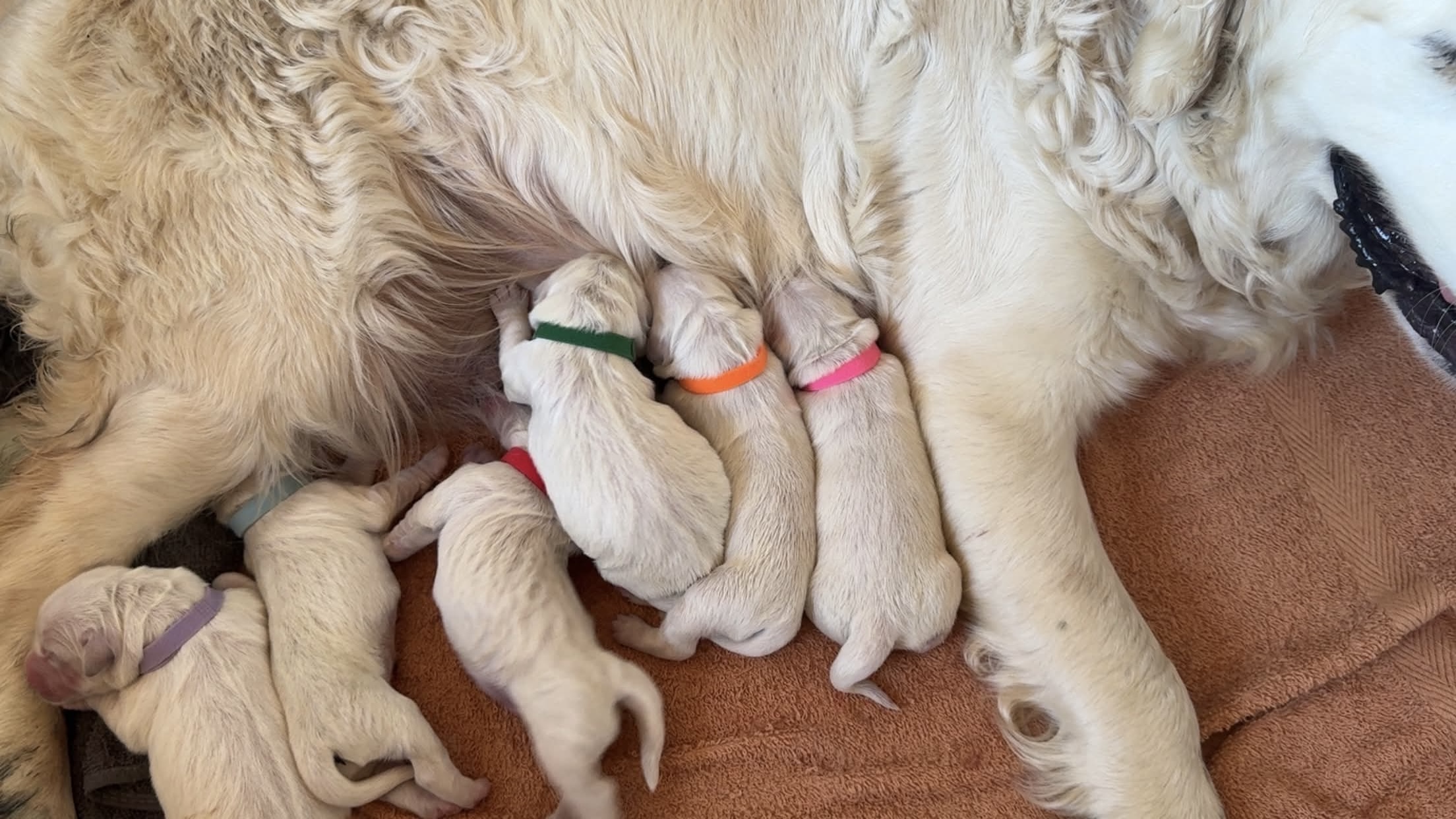 Seeger, Golden Retriever Breeding Sire