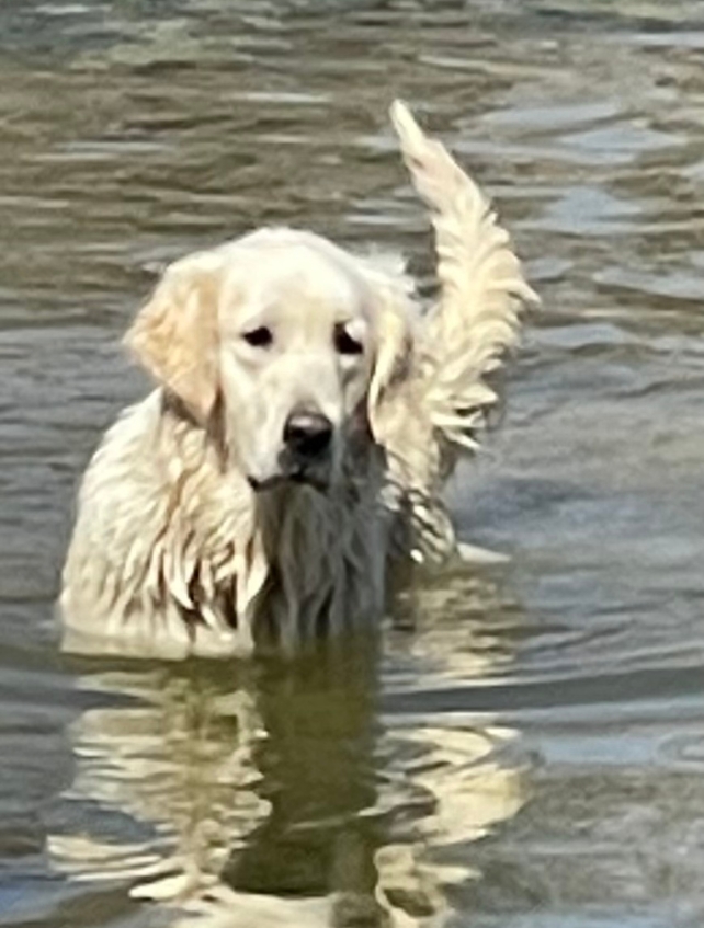 dam-olympia-golden-retreiver