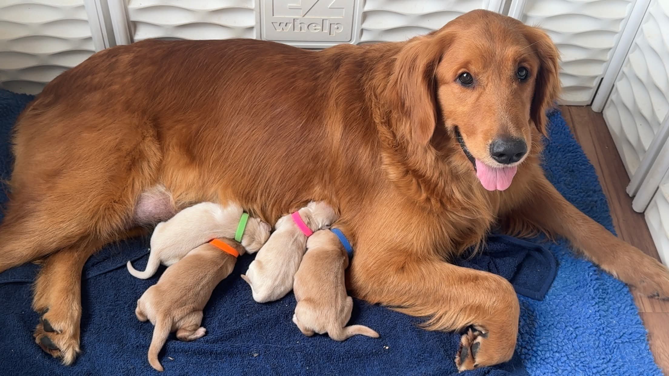 Golden Retriever sire Shadow
