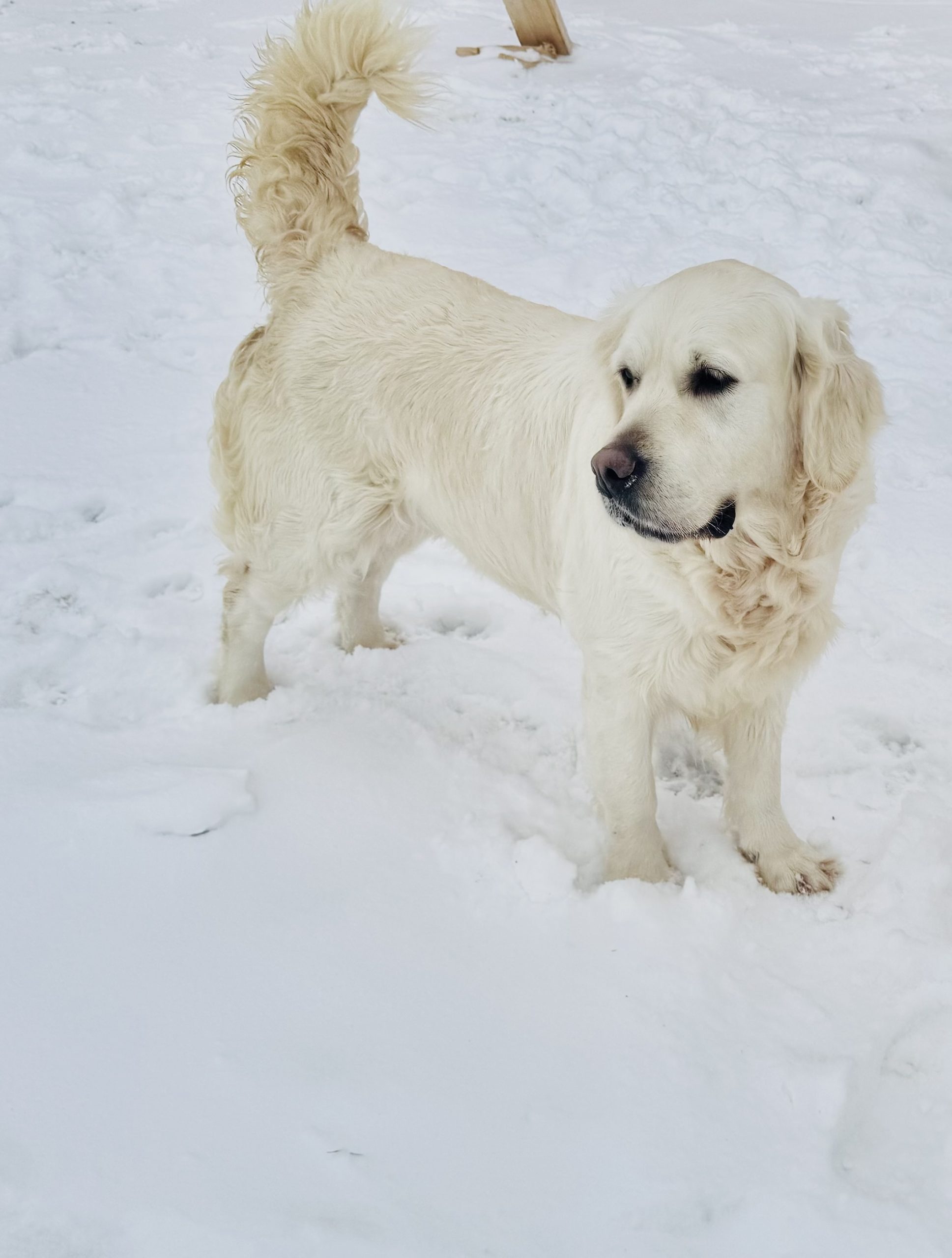 golden-retriever-dam-fancy-omaira