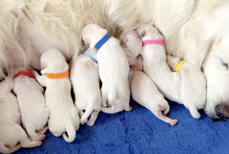 snowflake-kenai-golden-retriever-puppies