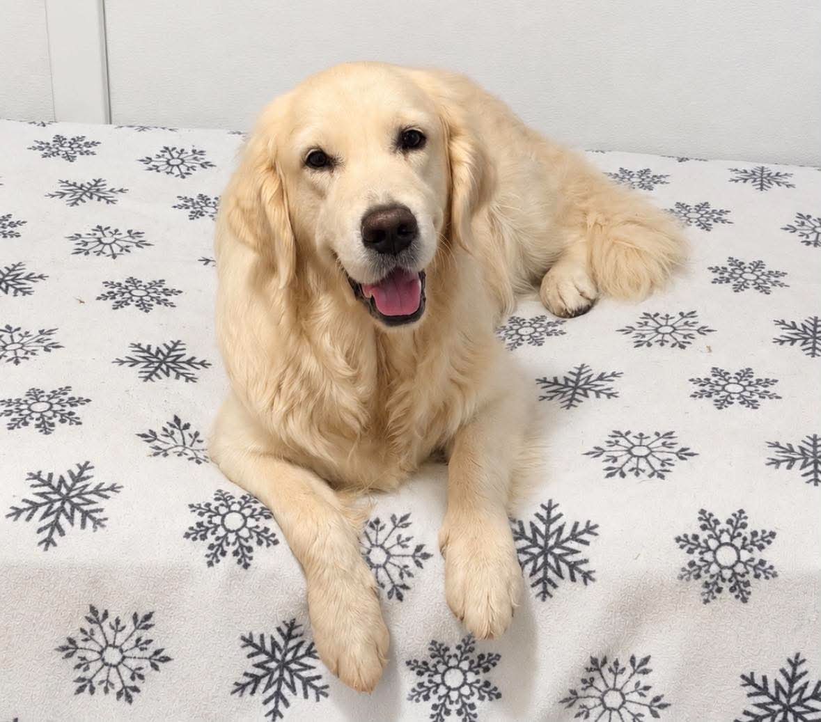 golden-retriever-snowflake