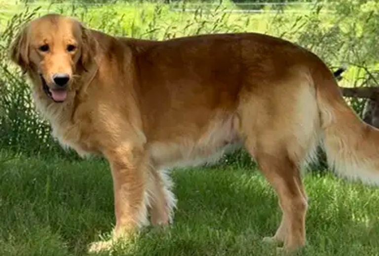Golden Retriever Dam Fancy