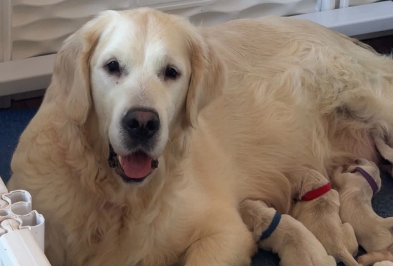 Piper, Golden Retriever Breeding Dam