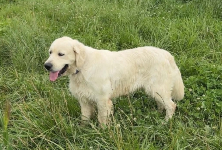 golden-retriever-snowflake