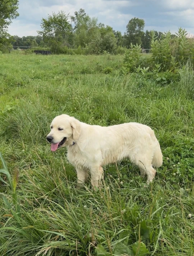 golden-retriever-hawkins