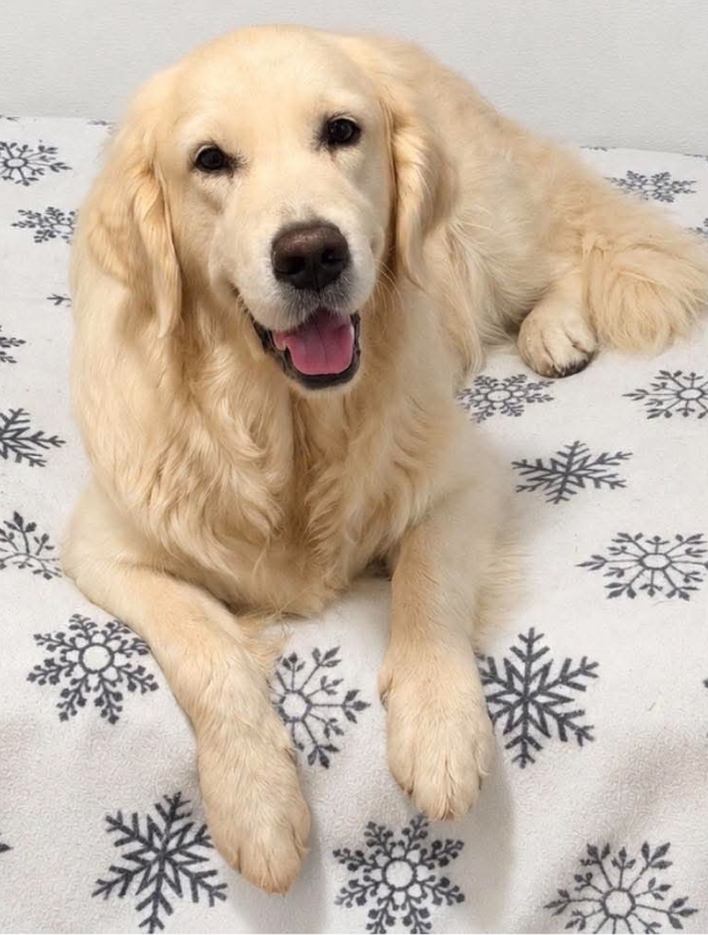 dam-olympia-golden-retreiver